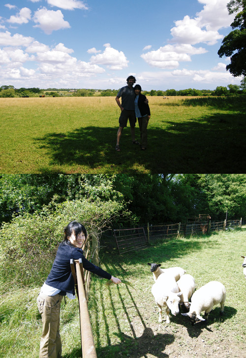 Cotswolds